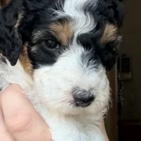 Cindy Lou, a female Poodle - Miniature  for sale in Grandview, TX – Photo 1 of 8