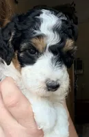 Cindy Lou, a female Poodle - Miniature  for sale in Grandview, TX – Photo 1 of 8