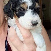 Cindy Lou, a female Poodle - Miniature  for sale in Grandview, TX – Photo 5 of 8