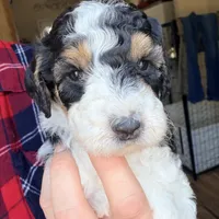 Cindy Lou, a female Poodle - Miniature  for sale in Grandview, TX – Photo 7 of 8