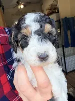 Cindy Lou, a female Poodle - Miniature  for sale in Grandview, TX – Photo 7 of 8