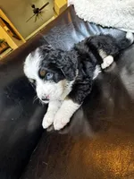 Waylon, a male Bernedoodle for sale in Grandview, TX – Photo 5 of 8