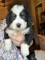 Waylon, a male Bernedoodle for sale in Grandview, TX – Photo 4 of 8