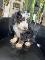 F1B Lime Boy (Pope), a male Miniature Bernedoodle for sale in Grandview, TX – Photo 5 of 6