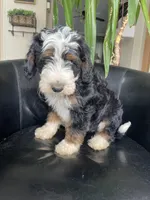 F1B Lime Boy (Pope), a male Miniature Bernedoodle for sale in Grandview, TX – Photo 2 of 6