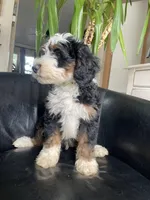 F1B Lime Boy (Pope), a male Miniature Bernedoodle for sale in Grandview, TX – Photo 3 of 6