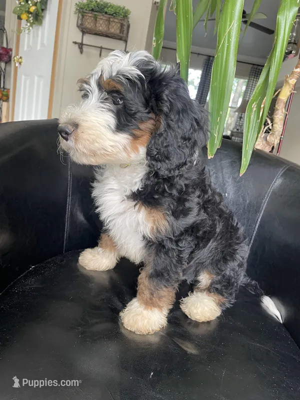 F1B Lime Boy (Pope), a male Miniature Bernedoodle for sale in Grandview, TX – Photo 1 of 6