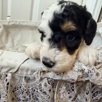 Holly, a female Poodle - Miniature  for sale in Grandview, TX – Photo 6 of 7