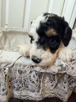 Holly, a female Poodle - Miniature  for sale in Grandview, TX – Photo 6 of 7