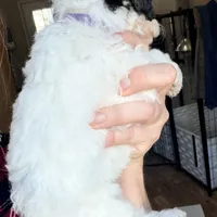 Holly, a female Poodle - Miniature  for sale in Grandview, TX – Photo 3 of 7