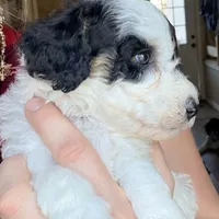 Holly, a female Poodle - Miniature  for sale in Grandview, TX – Photo 4 of 7