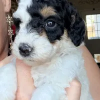 Holly, a female Poodle - Miniature  for sale in Grandview, TX – Photo 2 of 7