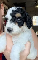 Holly, a female Poodle - Miniature  for sale in Grandview, TX – Photo 2 of 7