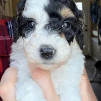 Holly, a female Poodle - Miniature  for sale in Grandview, TX – Photo 1 of 7