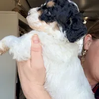 Holly, a female Poodle - Miniature  for sale in Grandview, TX – Photo 5 of 7