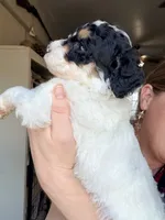 Holly, a female Poodle - Miniature  for sale in Grandview, TX – Photo 5 of 7