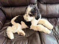 Potter, a male Poodle - Miniature  for sale in Grandview, TX – Photo 6 of 7