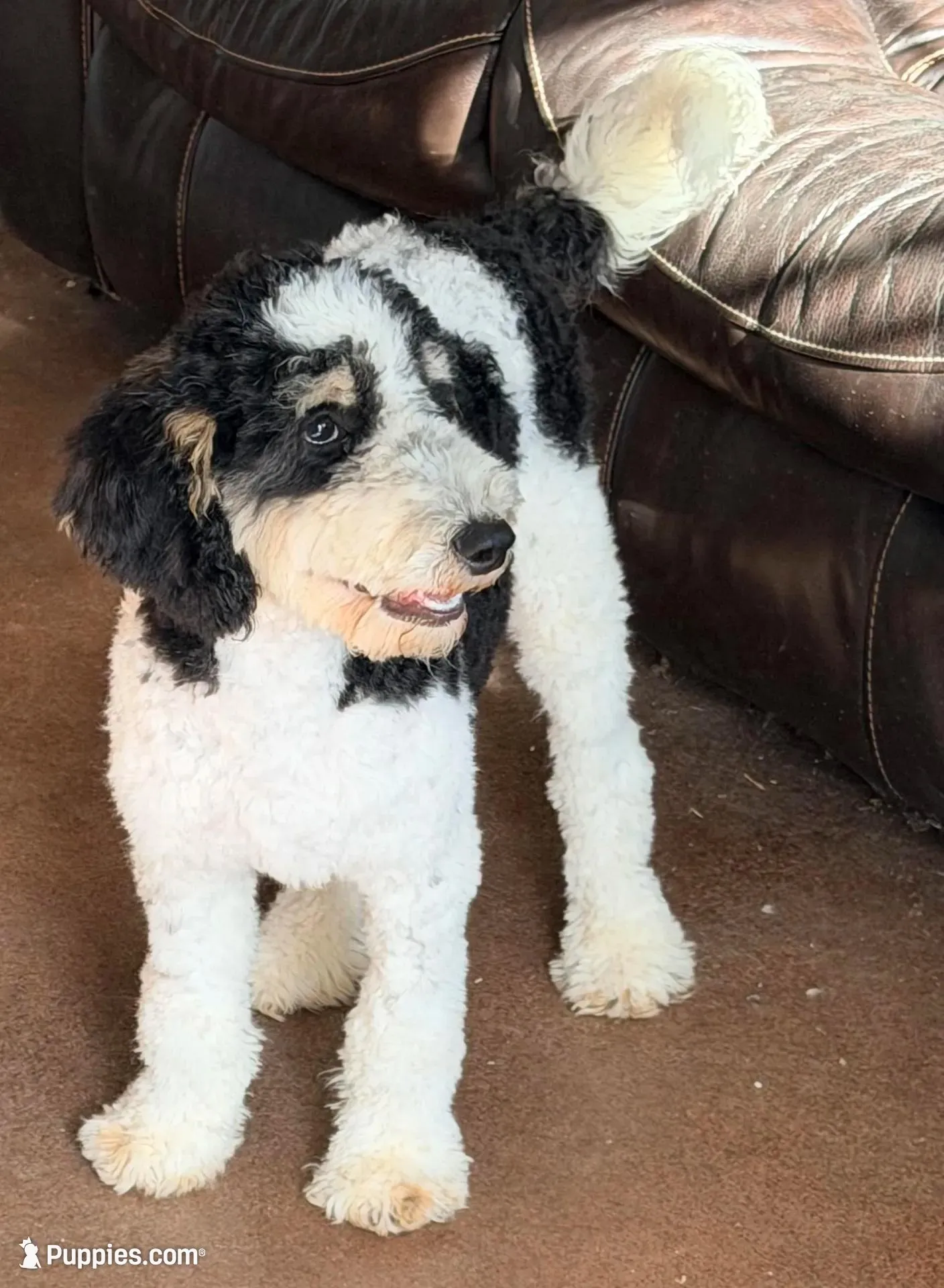 Potter, a male Poodle - Miniature  for sale in Grandview, TX – Photo 1 of 6