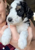 Potter, a male Poodle - Miniature  for sale in Grandview, TX – Photo 4 of 8