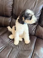 Potter, a male Poodle - Miniature  for sale in Grandview, TX – Photo 3 of 7