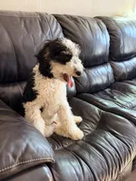 Potter, a male Poodle - Miniature  for sale in Grandview, TX – Photo 4 of 7