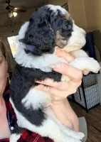 Potter, a male Poodle - Miniature  for sale in Grandview, TX – Photo 5 of 8