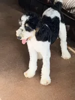 Potter, a male Poodle - Miniature  for sale in Grandview, TX – Photo 2 of 6