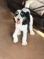 Potter, a male Poodle - Miniature  for sale in Grandview, TX – Photo 3 of 6