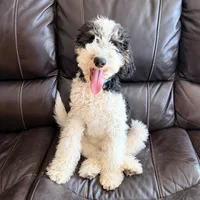 Potter, a male Poodle - Miniature  for sale in Grandview, TX – Photo 5 of 6