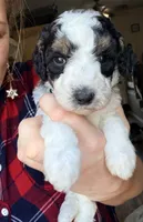 Potter, a male Poodle - Miniature  for sale in Grandview, TX – Photo 3 of 8