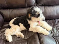 Potter, a male Poodle - Miniature  for sale in Grandview, TX – Photo 5 of 7