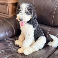 Potter, a male Poodle - Miniature  for sale in Grandview, TX – Photo 4 of 6