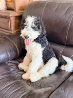 Potter, a male Poodle - Miniature  for sale in Grandview, TX – Photo 1 of 7