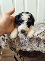 Potter, a male Poodle - Miniature  for sale in Grandview, TX – Photo 6 of 8