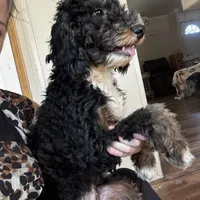 Abigail, Tan Collar (F1B girl), a female Miniature Bernedoodle for sale in Grandview, TX – Photo 7 of 9