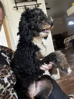 Abigail, Tan Collar (F1B girl), a female Miniature Bernedoodle for sale in Grandview, TX – Photo 7 of 9
