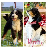 Abigail, Tan Collar (F1B girl), a female Miniature Bernedoodle for sale in Grandview, TX – Photo 9 of 9