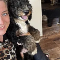 Abigail, Tan Collar (F1B girl), a female Miniature Bernedoodle for sale in Grandview, TX – Photo 2 of 9