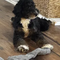 Abigail, Tan Collar (F1B girl), a female Miniature Bernedoodle for sale in Grandview, TX – Photo 3 of 9