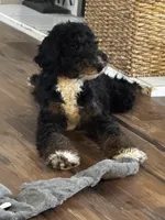 Abigail, Tan Collar (F1B girl), a female Miniature Bernedoodle for sale in Grandview, TX – Photo 3 of 9