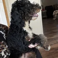 Abigail, Tan Collar (F1B girl), a female Miniature Bernedoodle for sale in Grandview, TX – Photo 6 of 9