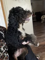 Abigail, Tan Collar (F1B girl), a female Miniature Bernedoodle for sale in Grandview, TX – Photo 6 of 9