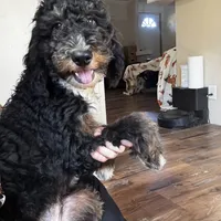Abigail, Tan Collar (F1B girl), a female Miniature Bernedoodle for sale in Grandview, TX – Photo 5 of 9