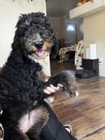 Abigail, Tan Collar (F1B girl), a female Miniature Bernedoodle for sale in Grandview, TX – Photo 5 of 9