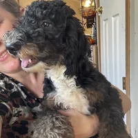 Abigail, Tan Collar (F1B girl), a female Miniature Bernedoodle for sale in Grandview, TX – Photo 8 of 9