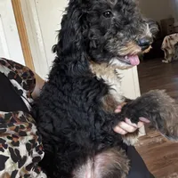 Abigail, Tan Collar (F1B girl), a female Miniature Bernedoodle for sale in Grandview, TX – Photo 4 of 9