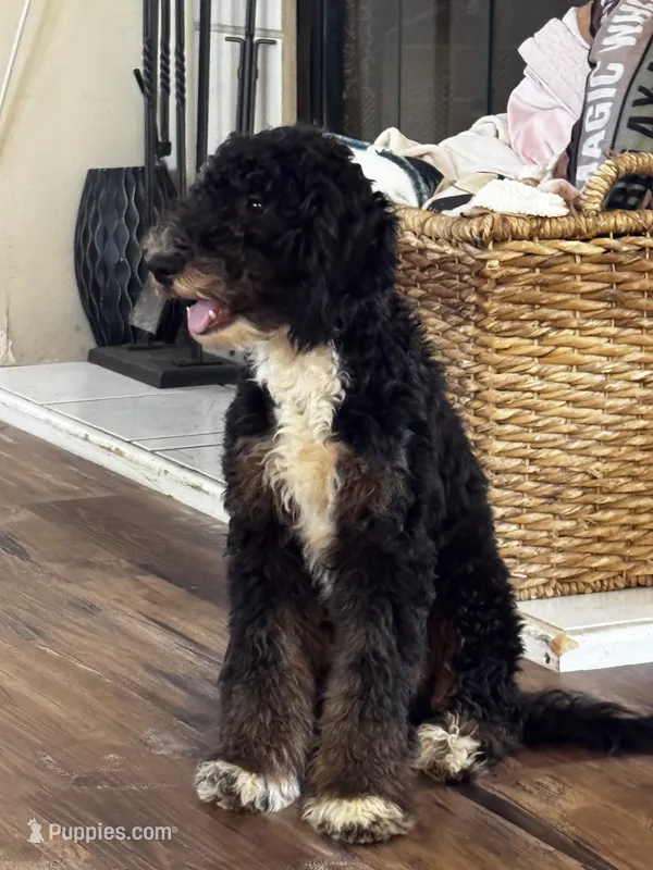 Abigail, Tan Collar (F1B girl)