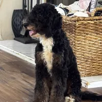 Abigail, Tan Collar (F1B girl), a female Miniature Bernedoodle for sale in Grandview, TX – Photo 1 of 9