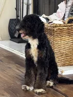 Abigail, Tan Collar (F1B girl), a female Miniature Bernedoodle for sale in Grandview, TX – Photo 1 of 9