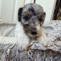 Noelle, a female Poodle - Miniature  for sale in Grandview, TX – Photo 7 of 9